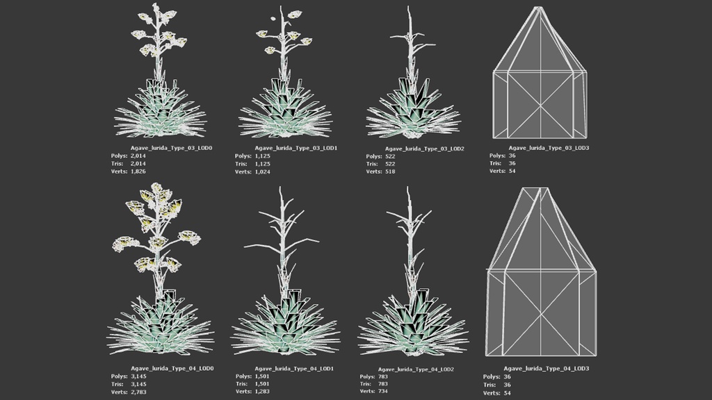 メキシコの幻の宝石、アガベ・ルリダ
