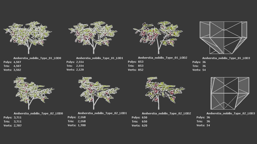 幻のビルマの誇り、アムハースティア・ノビリス