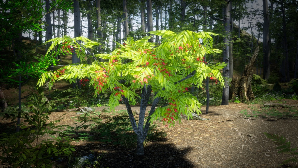 幻のビルマの誇り、アムハースティア・ノビリス