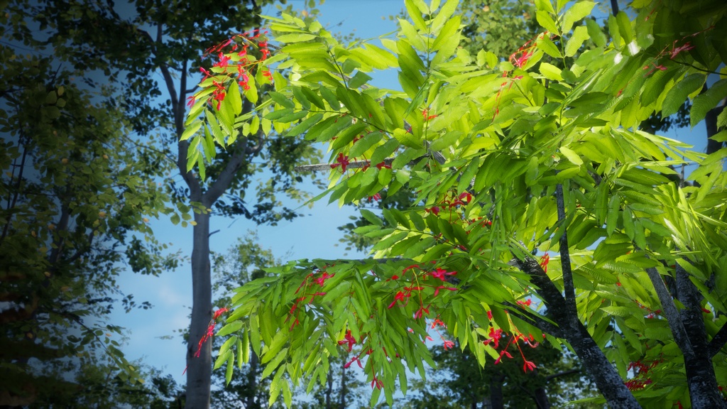 幻のビルマの誇り、アムハースティア・ノビリス