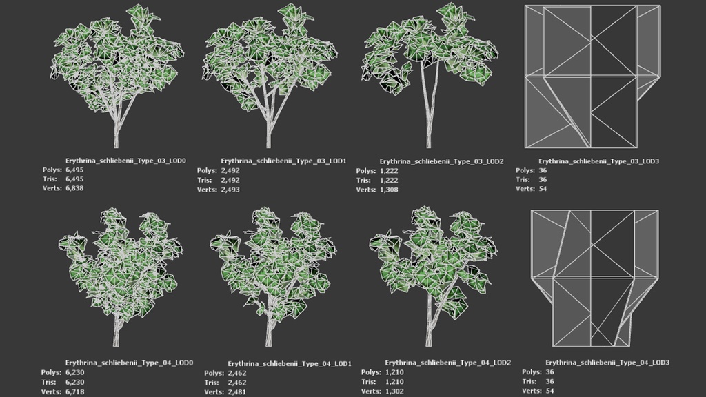 タンザニアの赤い宝石、エリスリナ・シュリーベニー