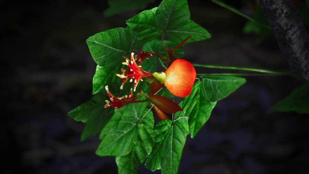 タンザニアの赤い宝石、エリスリナ・シュリーベニー