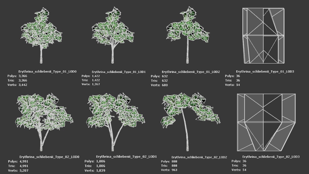 タンザニアの赤い宝石、エリスリナ・シュリーベニー