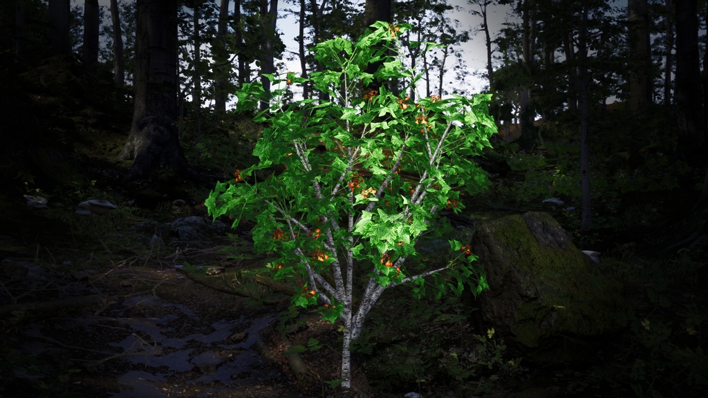 タンザニアの赤い宝石、エリスリナ・シュリーベニー