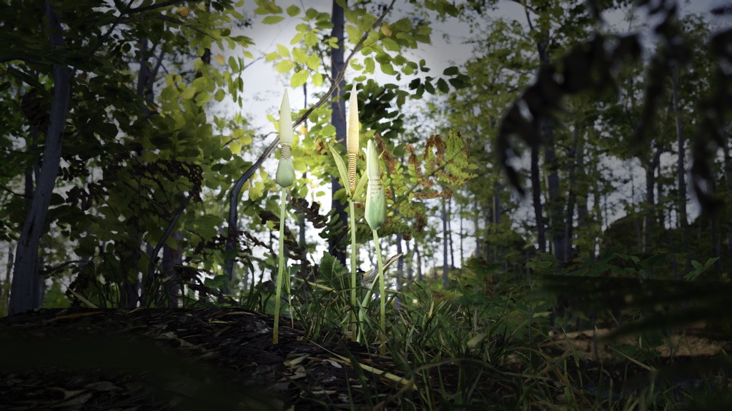 幻のコンニャク、アモルフォファルス・インテルプトゥス