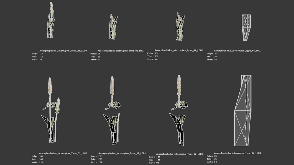 幻のコンニャク、アモルフォファルス・インテルプトゥス