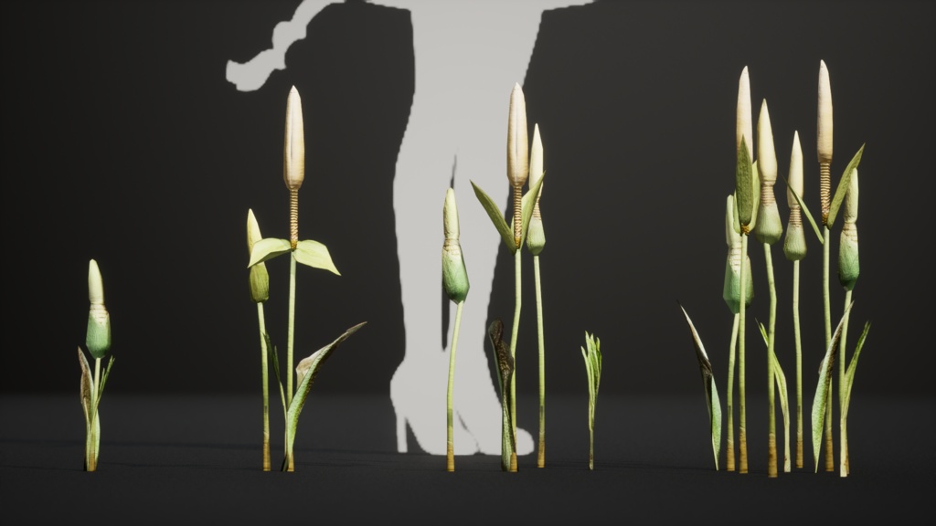 幻のコンニャク、アモルフォファルス・インテルプトゥス