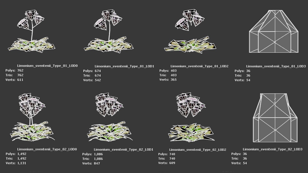 カナリア諸島の宝石、リモニウム・スベンテニー