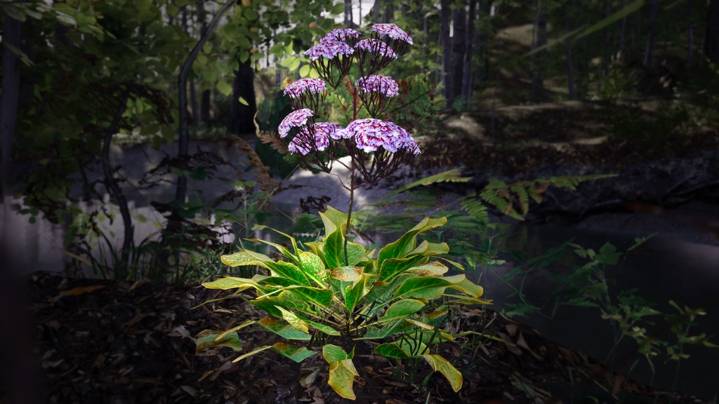 カナリア諸島の宝石、リモニウム・スベンテニー
