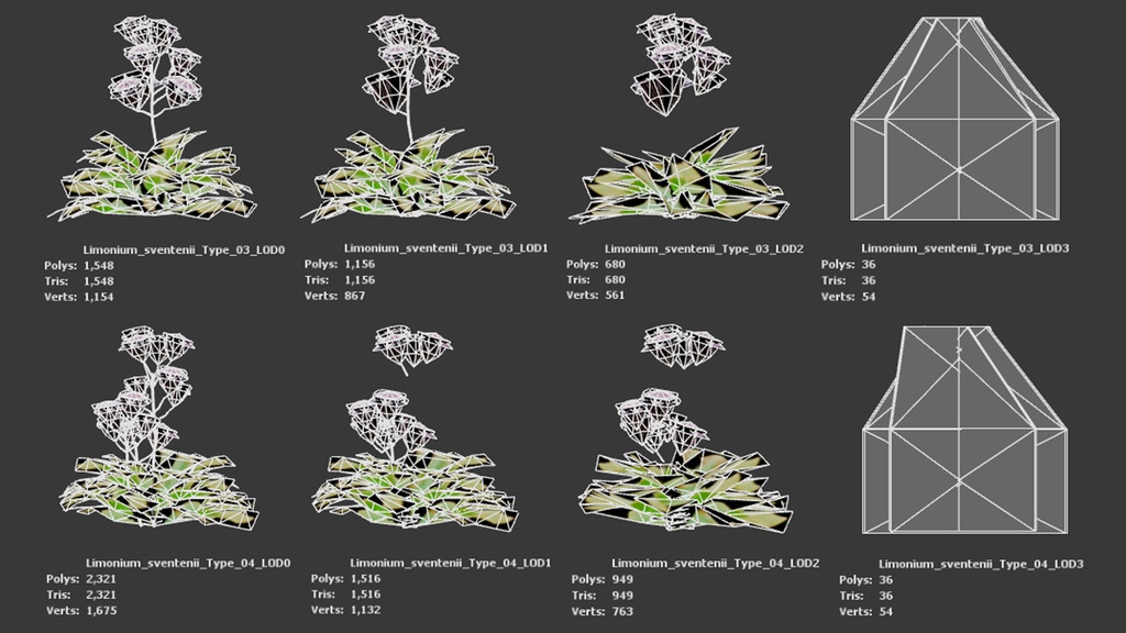 カナリア諸島の宝石、リモニウム・スベンテニー