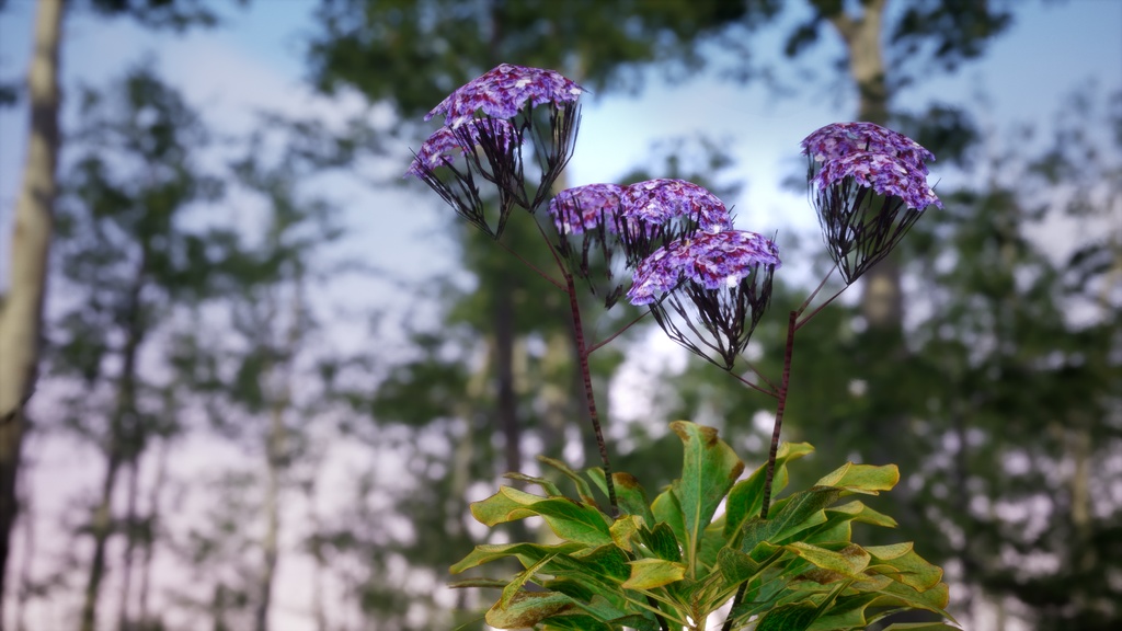 カナリア諸島の宝石、リモニウム・スベンテニー