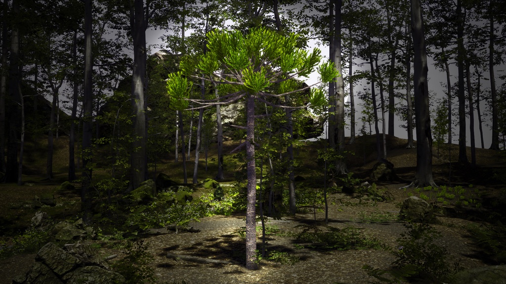 ブラジルの誇り、パラナマツ