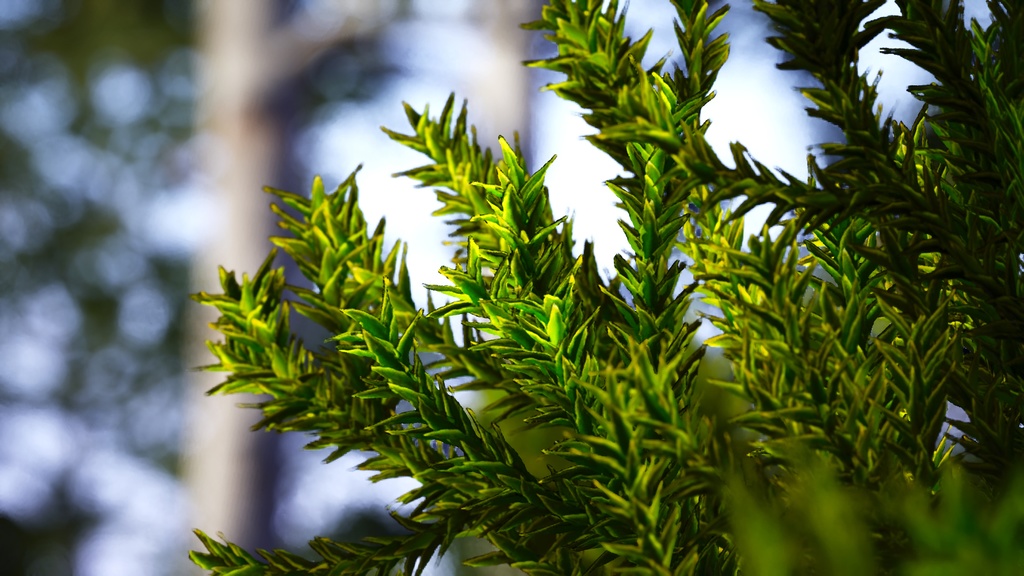 ブラジルの誇り、パラナマツ