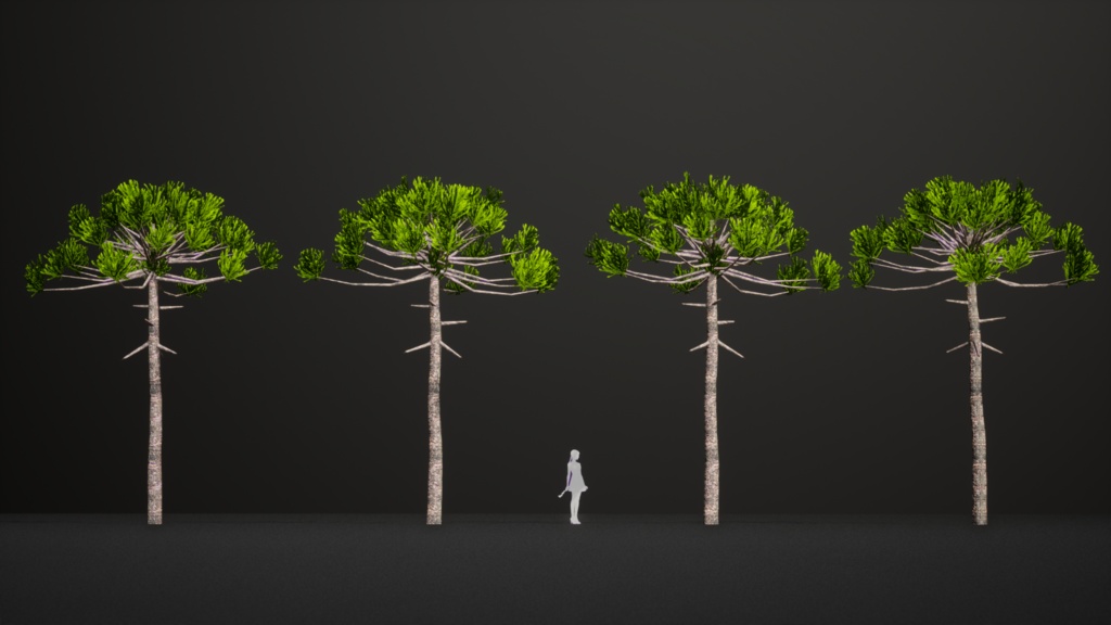 ブラジルの誇り、パラナマツ