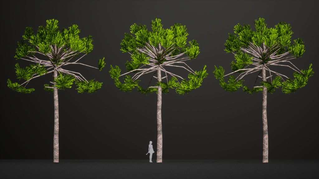 ブラジルの誇り、パラナマツ