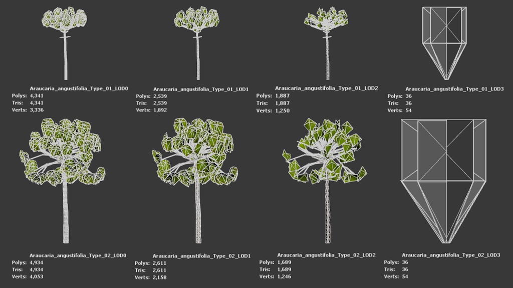 ブラジルの誇り、パラナマツ