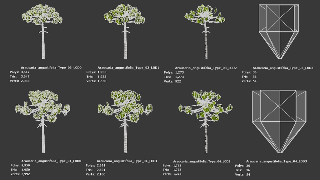 ブラジルの誇り、パラナマツ