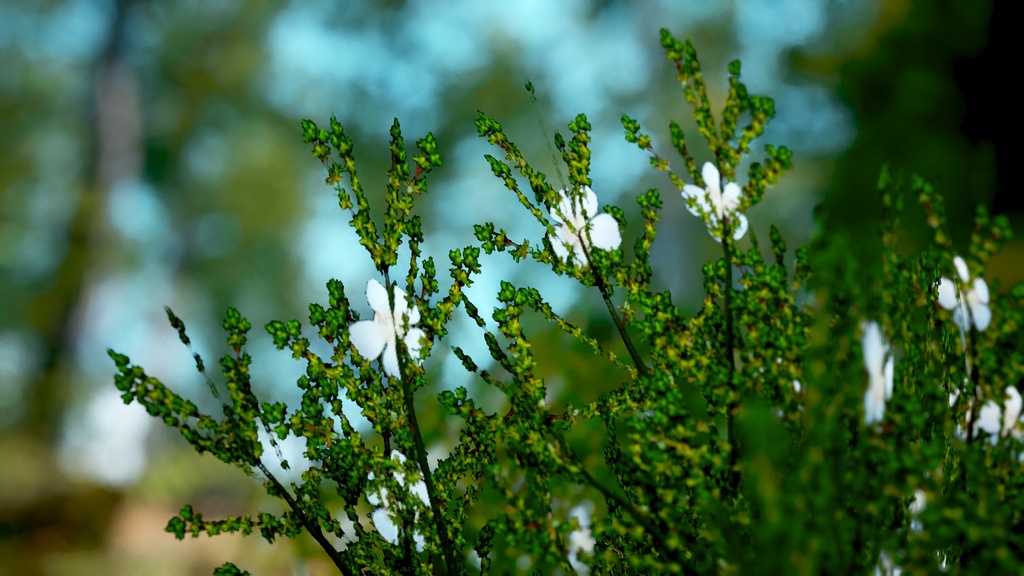 セントヘレナの宝石、フランケニア・ポルトゥラキフォリア