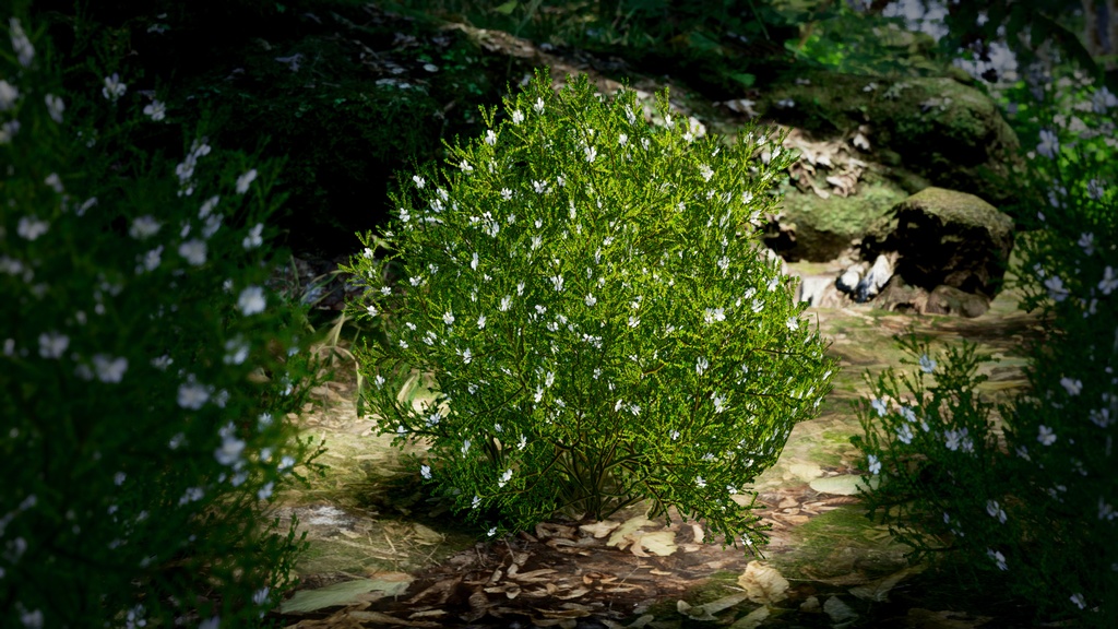 セントヘレナの宝石、フランケニア・ポルトゥラキフォリア