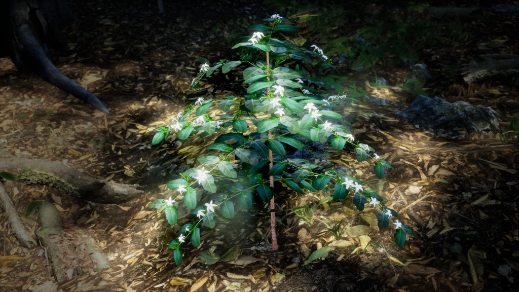 奇跡の復活植物 ラモスマニア・ロドリゲシー 3Dモデル