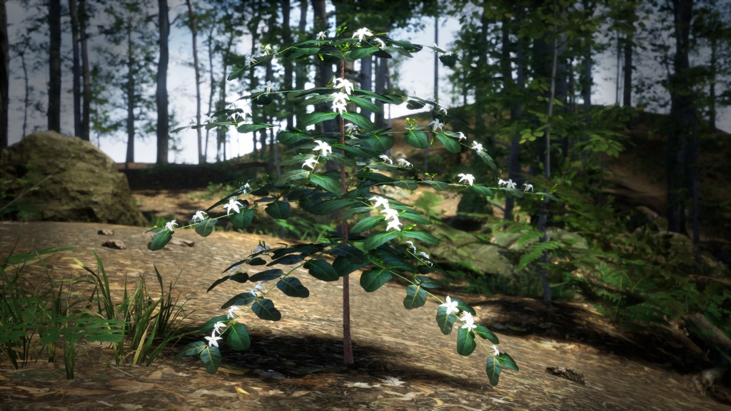 奇跡の復活植物 ラモスマニア・ロドリゲシー 3Dモデル