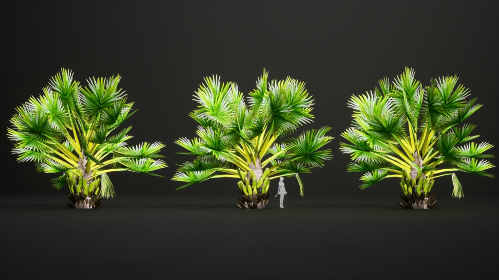 マダガスカルの巨人 ボラッスス・マダガスカリエンシス 3Dモデル