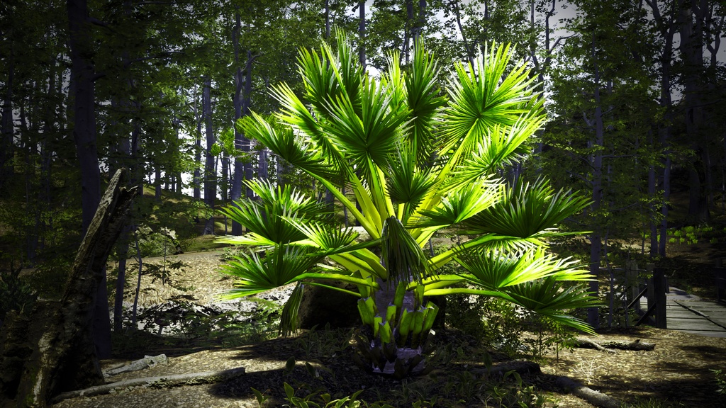 マダガスカルの巨人 ボラッスス・マダガスカリエンシス 3Dモデル