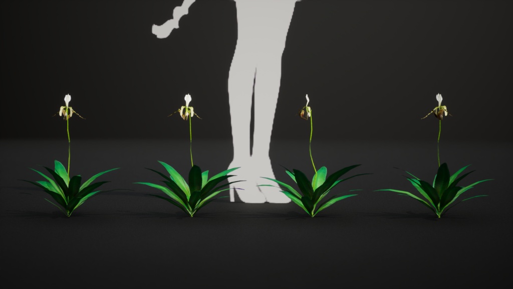 幻の蘭 パフィオペディルム・ディアンサム 3Dモデル