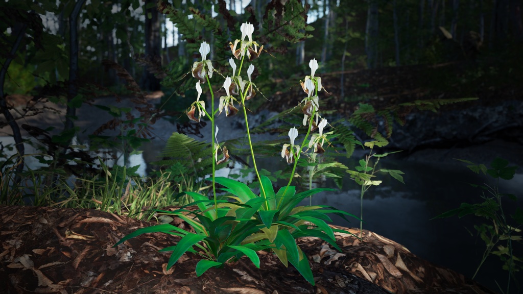 幻の蘭 パフィオペディルム・ディアンサム 3Dモデル