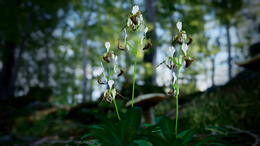 幻の蘭 パフィオペディルム・ディアンサム 3Dモデル