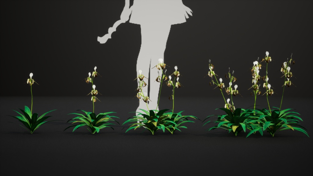 幻の蘭 パフィオペディルム・ディアンサム 3Dモデル