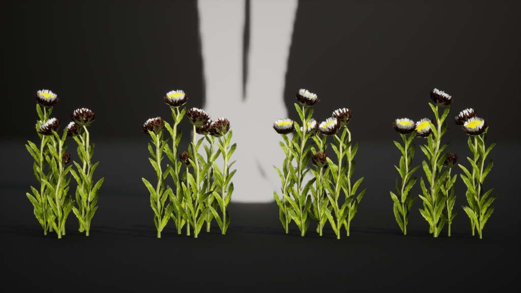 幻のデイジー エリゲロン・インケルトゥス 3Dモデル