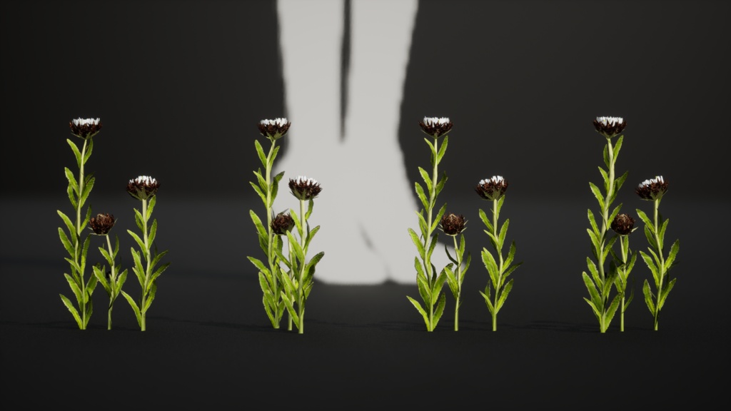 幻のデイジー エリゲロン・インケルトゥス 3Dモデル