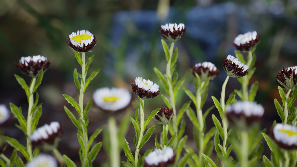 幻のデイジー エリゲロン・インケルトゥス 3Dモデル