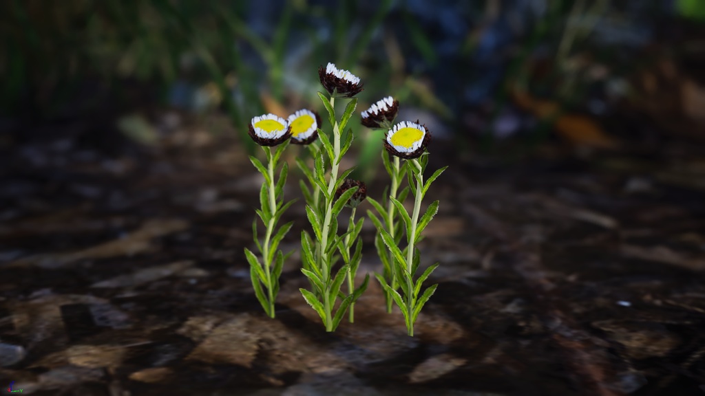 幻のデイジー エリゲロン・インケルトゥス 3Dモデル