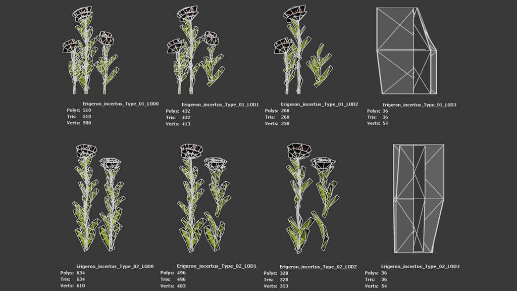 幻のデイジー エリゲロン・インケルトゥス 3Dモデル