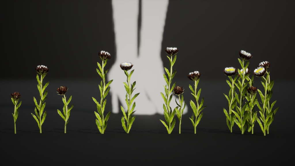 幻のデイジー エリゲロン・インケルトゥス 3Dモデル