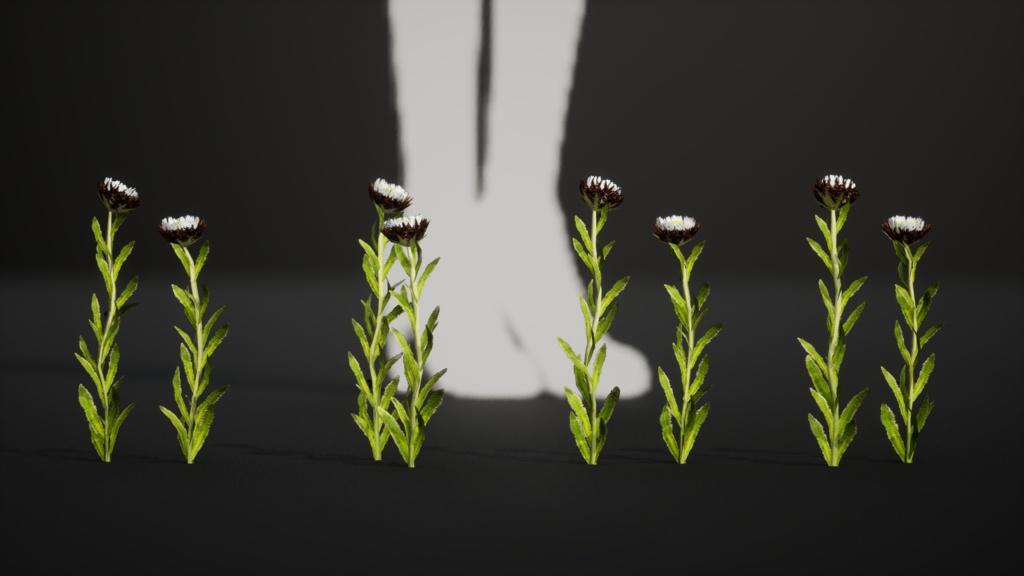 幻のデイジー エリゲロン・インケルトゥス 3Dモデル