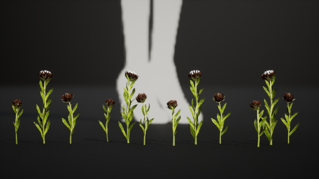 幻のデイジー エリゲロン・インケルトゥス 3Dモデル