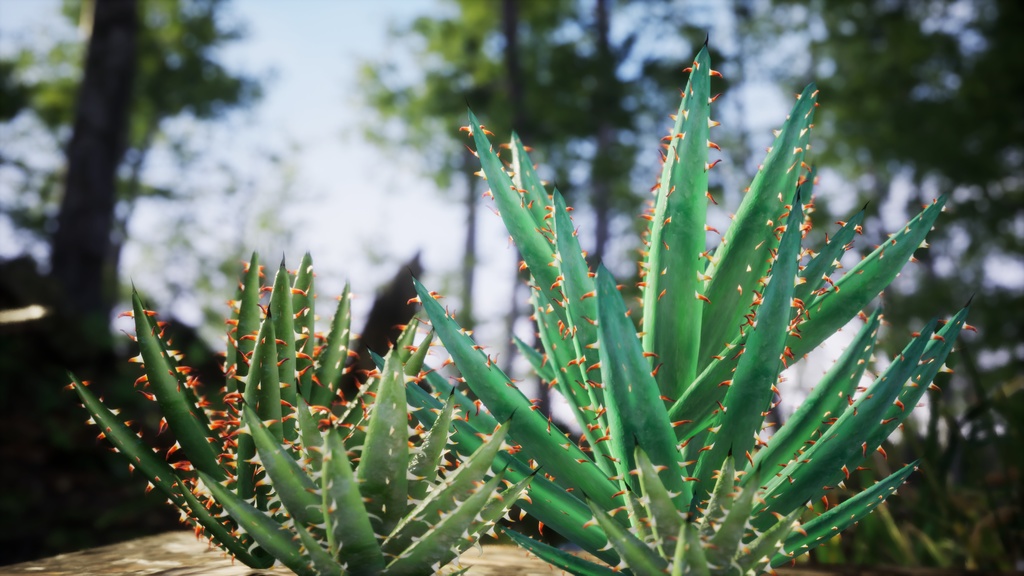 砂漠の宝石 アロエ・エリナケア 3Dモデル