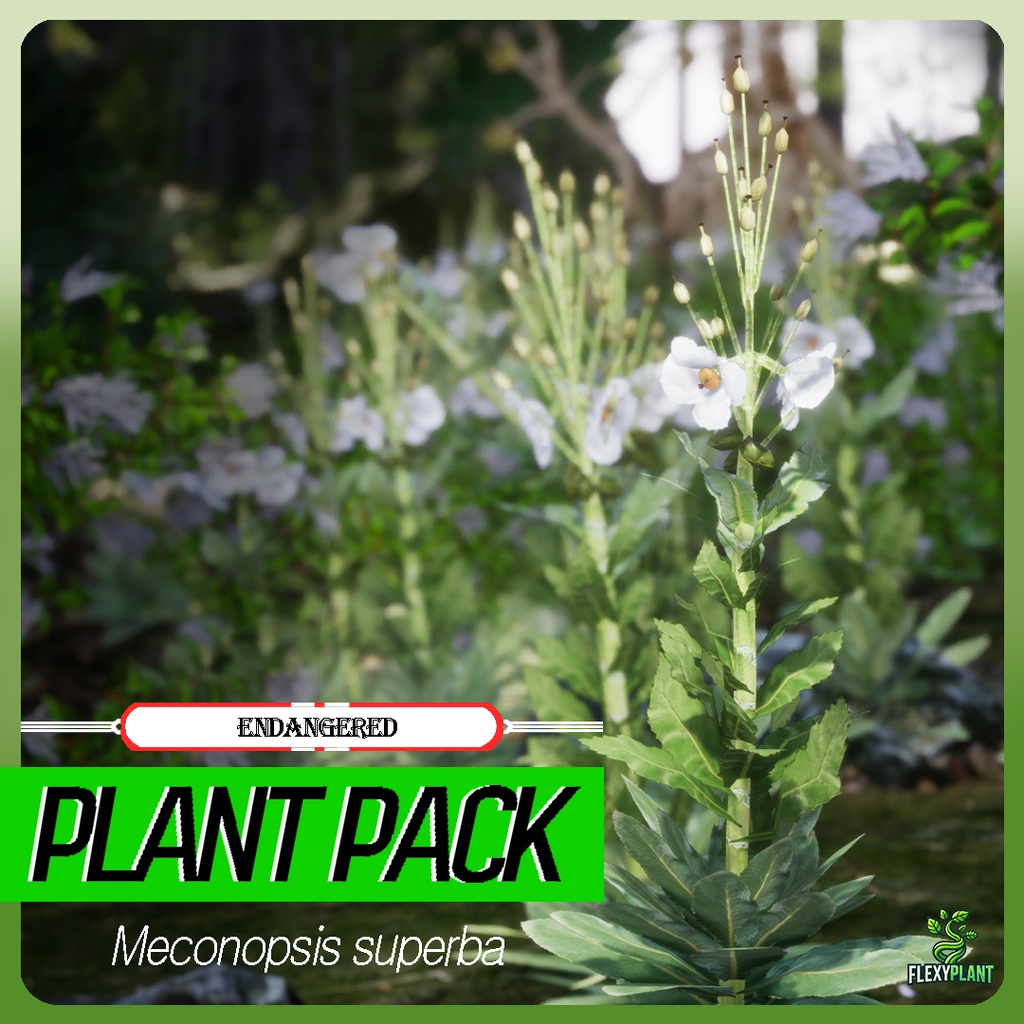 幻の青いケシ - Meconopsis superba 3Dモデル