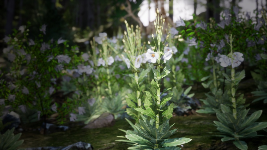 幻の青いケシ - Meconopsis superba 3Dモデル