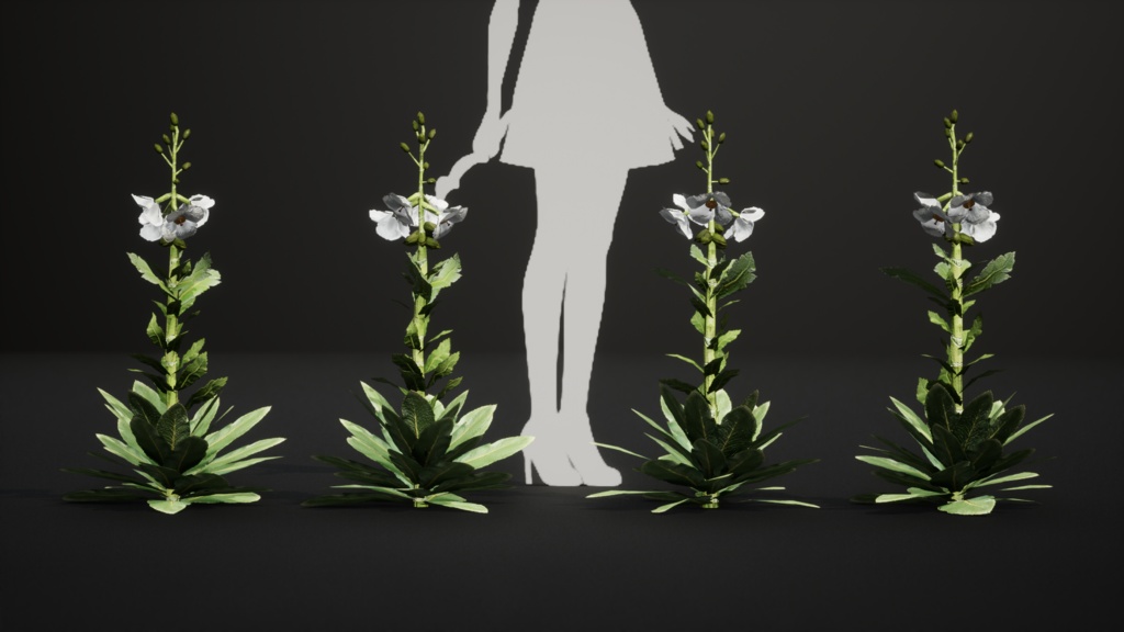 幻の青いケシ - Meconopsis superba 3Dモデル