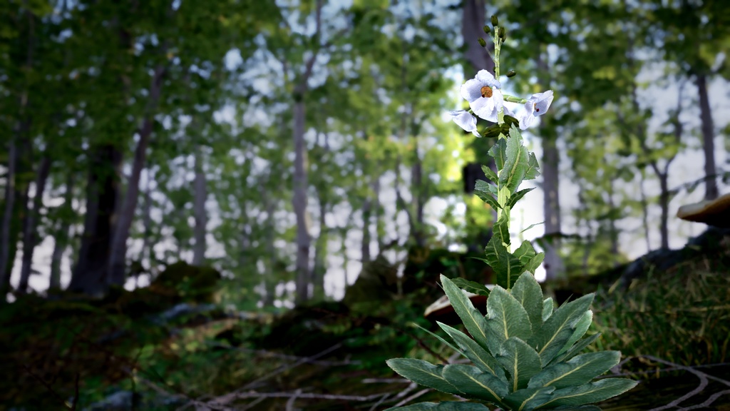幻の青いケシ - Meconopsis superba 3Dモデル
