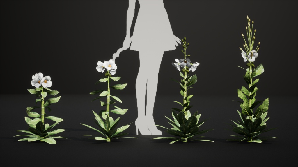 幻の青いケシ - Meconopsis superba 3Dモデル