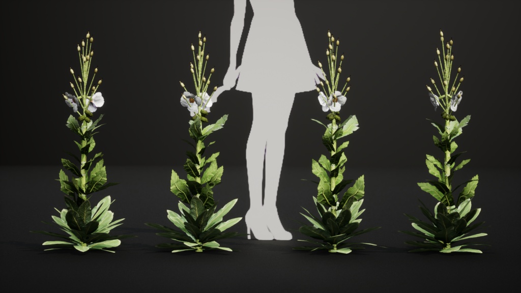 幻の青いケシ - Meconopsis superba 3Dモデル