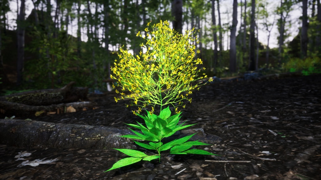 6希少なハワイの花 ビデンス・フォーブシー 3Dモデル