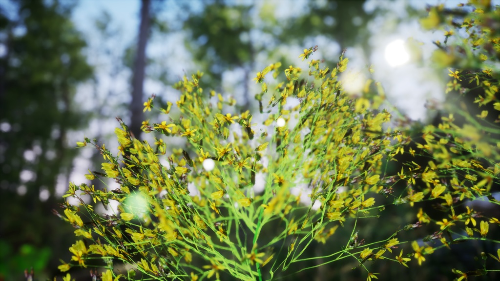 6希少なハワイの花 ビデンス・フォーブシー 3Dモデル
