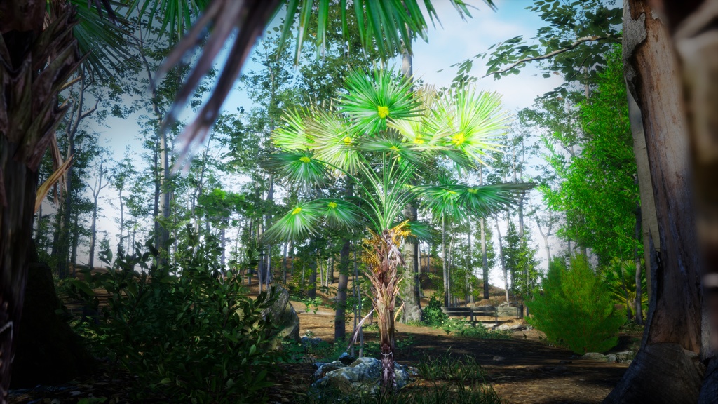 6 ハワイの希少なヤシ プリチャルディア・ミノール 3Dモデル