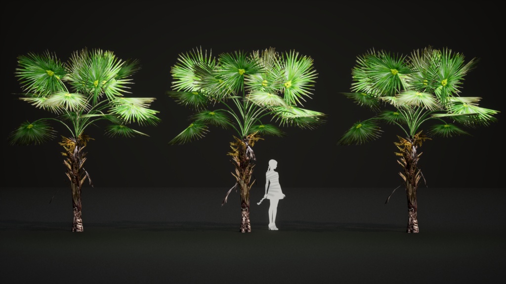 6 ハワイの希少なヤシ プリチャルディア・ミノール 3Dモデル